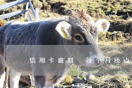 信用卡逾期 每个月还点 信用卡逾期 每个月还点